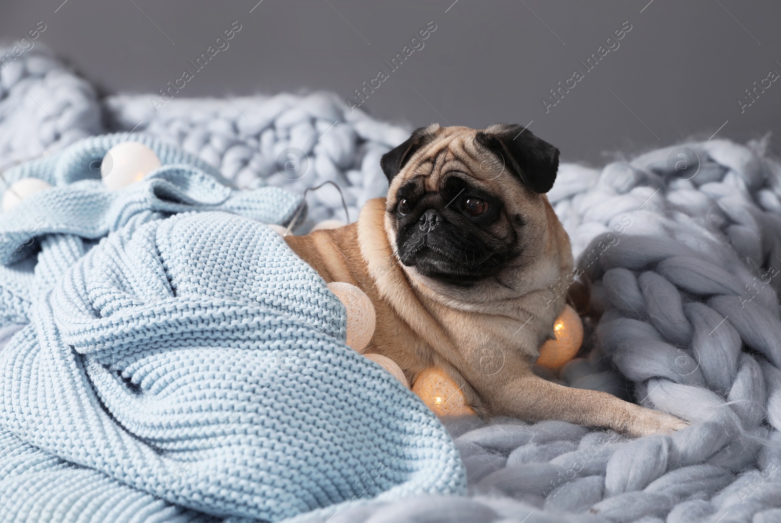 Photo of Cute pug dog with blankets and fairy lights on floor at home. Cozy winter