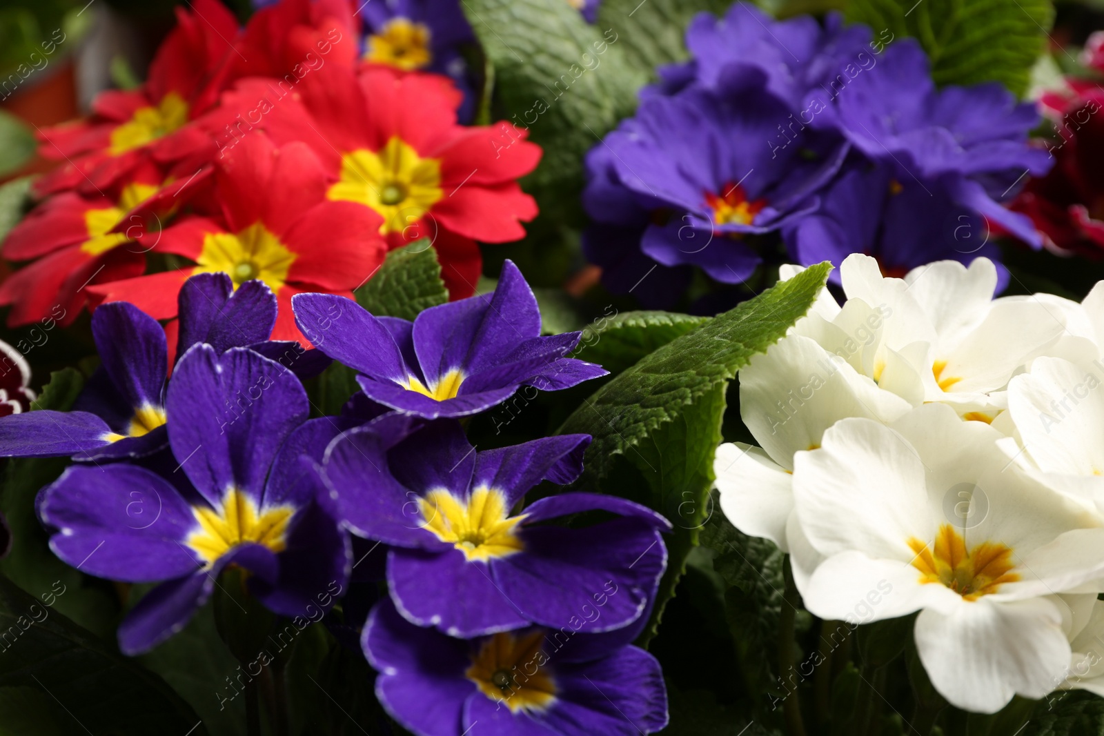 Photo of Beautiful primula (primrose) plants with colorful flowers as background, closeup. Spring blossom