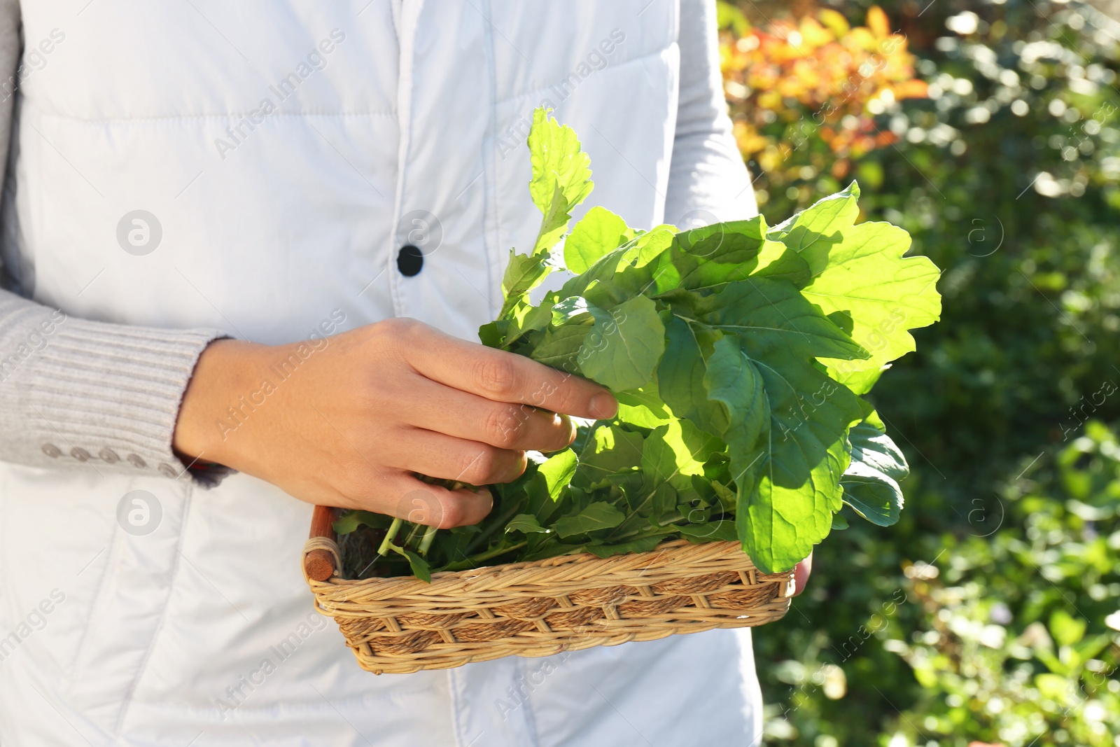 Photo of Woman holding wicker basket with fresh green arugula outdoors, closeup