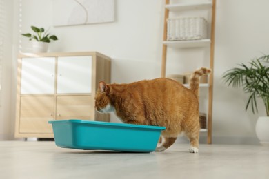 Cute ginger cat in litter box at home