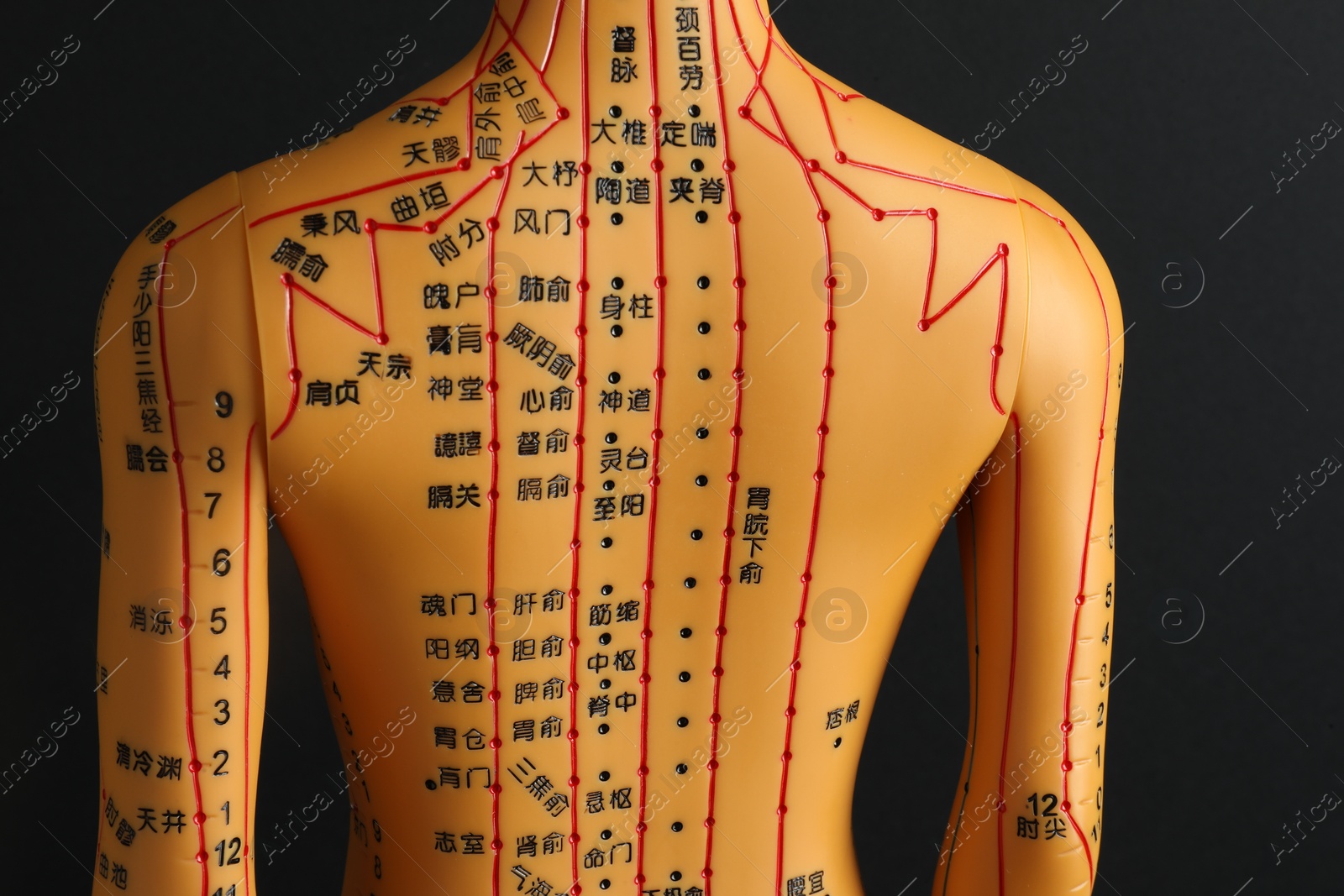 Photo of Acupuncture model. Mannequin with dots and lines on black background, back view