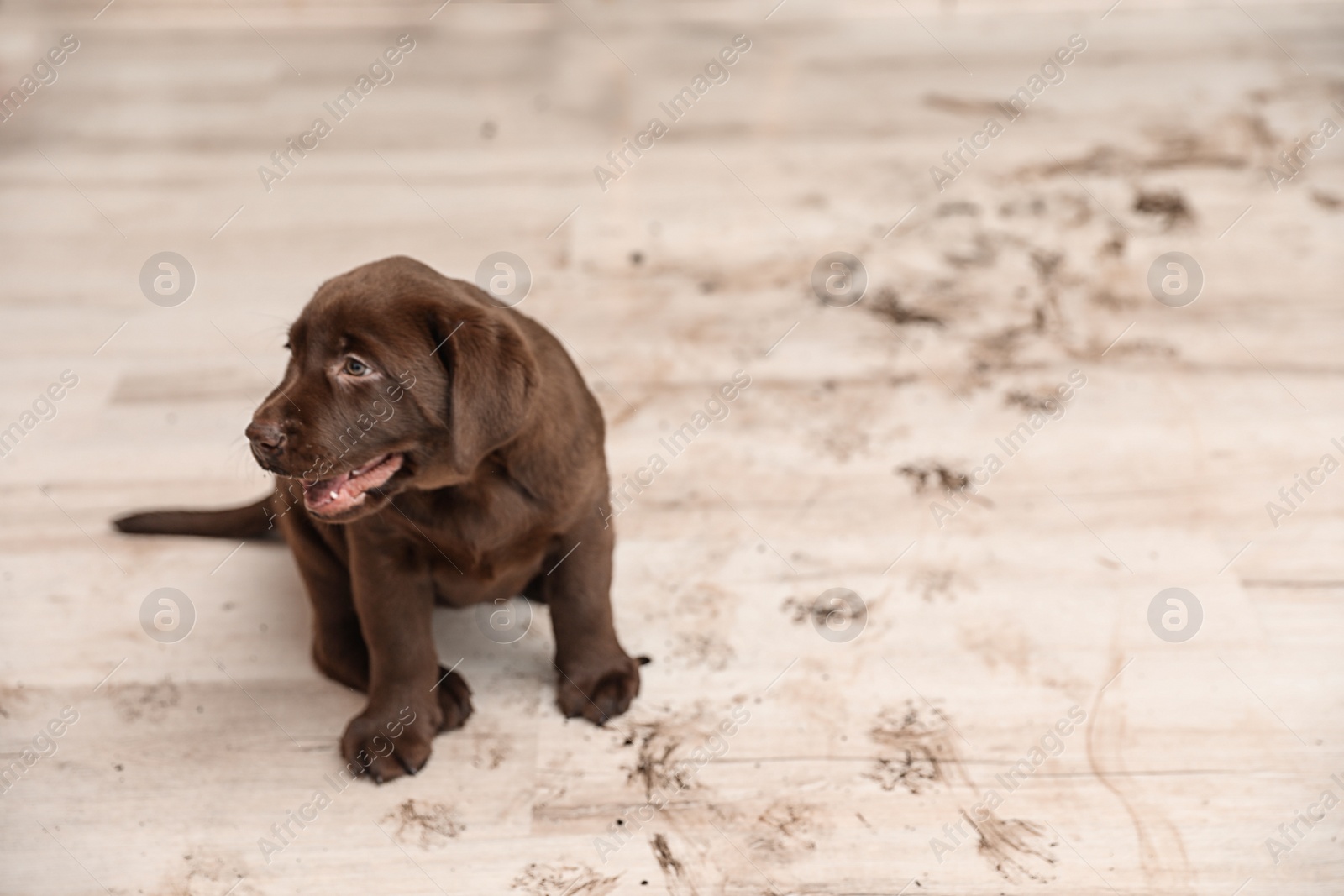 Photo of Chocolate Labrador Retriever puppy and dirt on floor indoors. Space for text