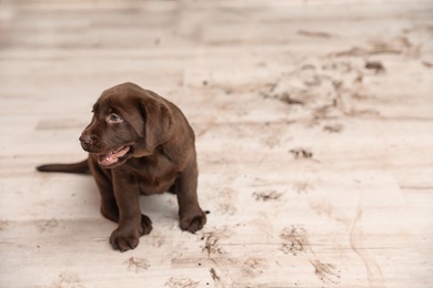 Photo of Chocolate Labrador Retriever puppy and dirt on floor indoors. Space for text