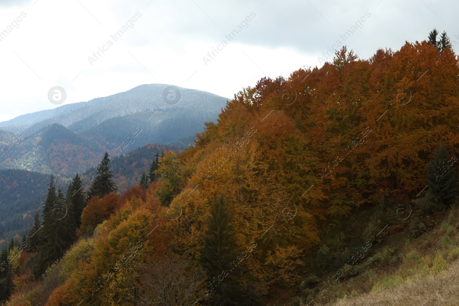 Photo of Beautiful view of mountain forest in autumn