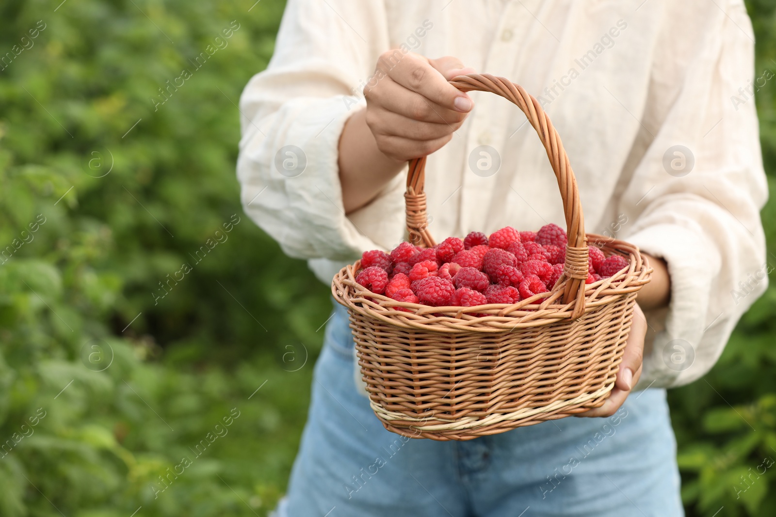 Photo of Woman holding wicker basket with ripe raspberries outdoors, closeup. Space for text