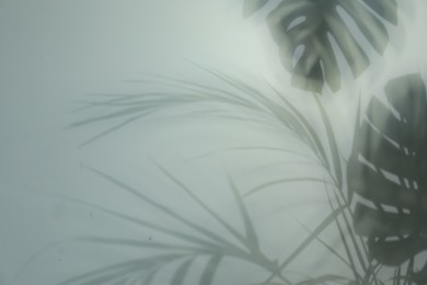 Photo of Shadow of tropical plants on light background