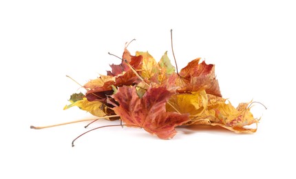 Autumn season. Pile of maple leaves isolated on white