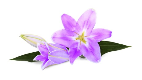 Violet lily flowers on white background. Funeral attributes