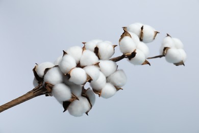 Photo of Beautiful cotton branch with fluffy flowers on light grey background