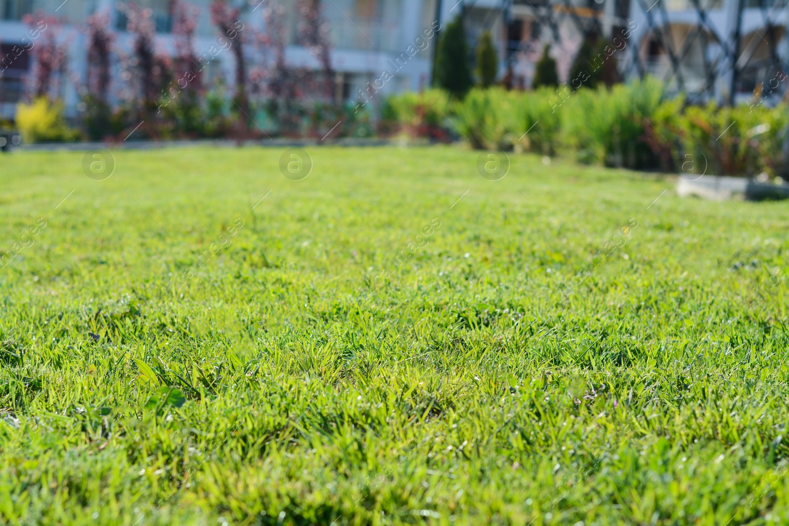 Photo of Beautiful lawn with green grass outdoors on sunny day, closeup
