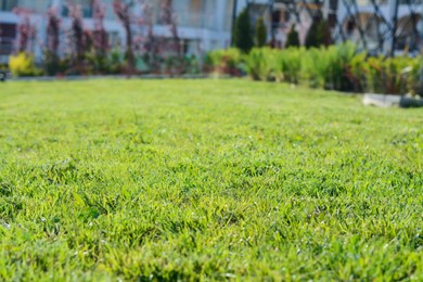 Beautiful lawn with green grass outdoors on sunny day, closeup