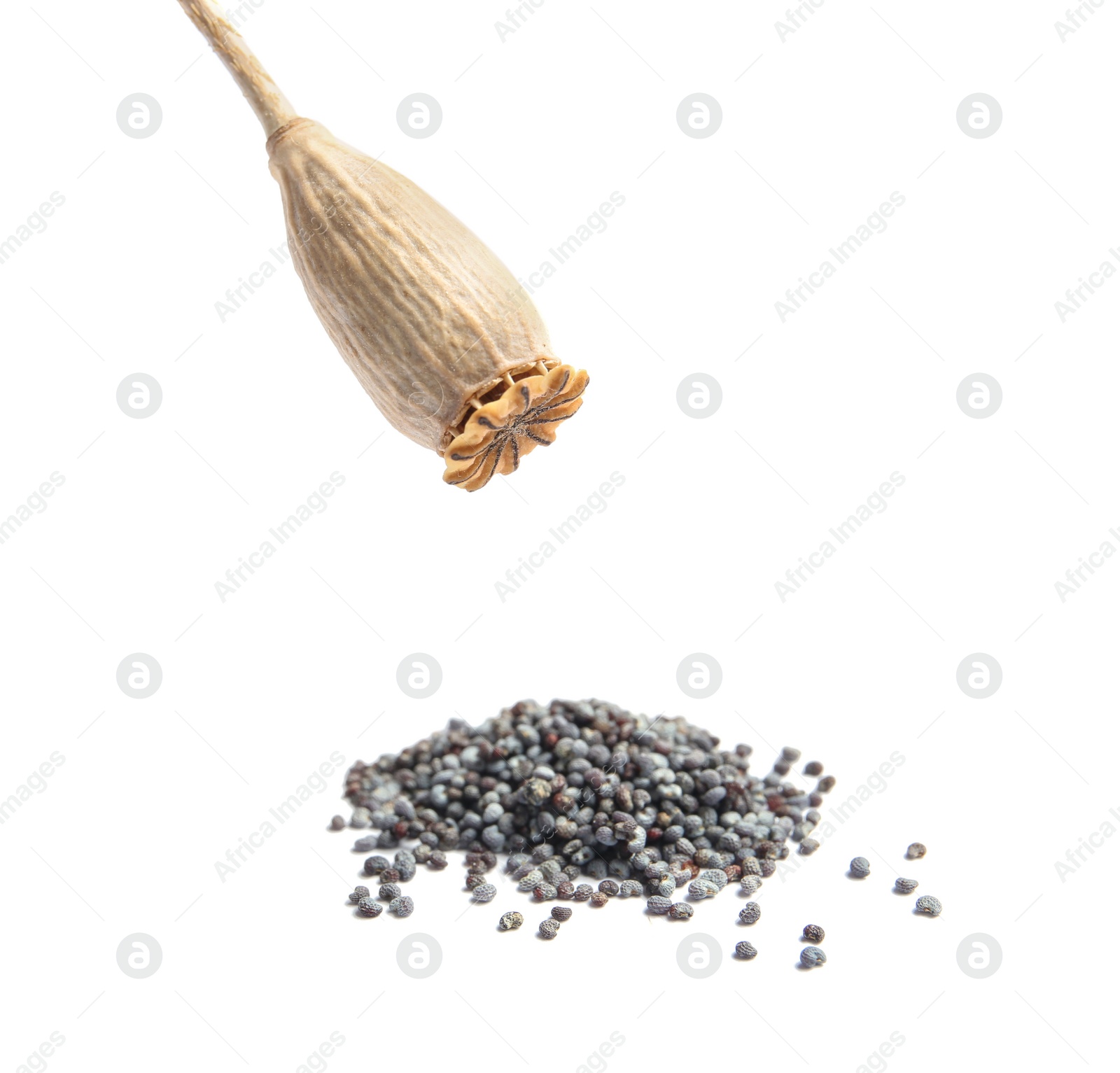 Photo of Dry poppy head and seeds on white background