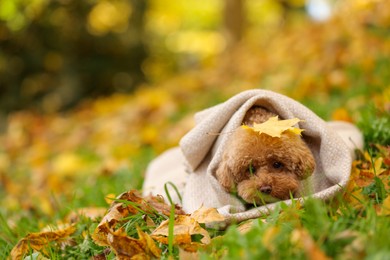 Cute Maltipoo dog wrapped in blanket in autumn park, space for text