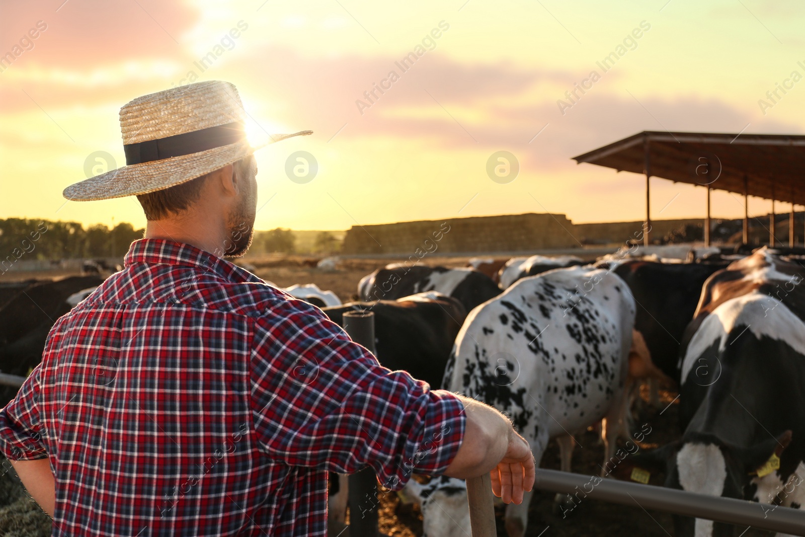 Photo of Worker standing near cow pen on farm. Animal husbandry