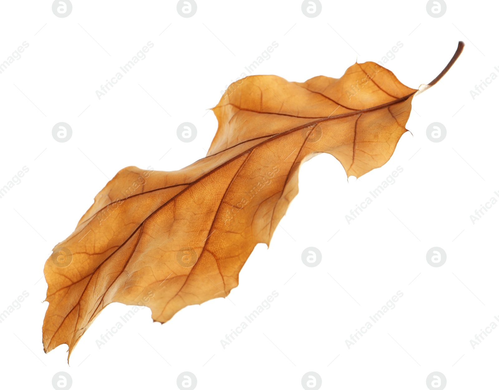 Photo of Beautiful autumn leaf on white background. Fall foliage