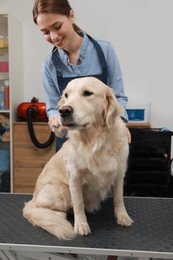 Professional groomer brushing fur of cute dog in pet beauty salon