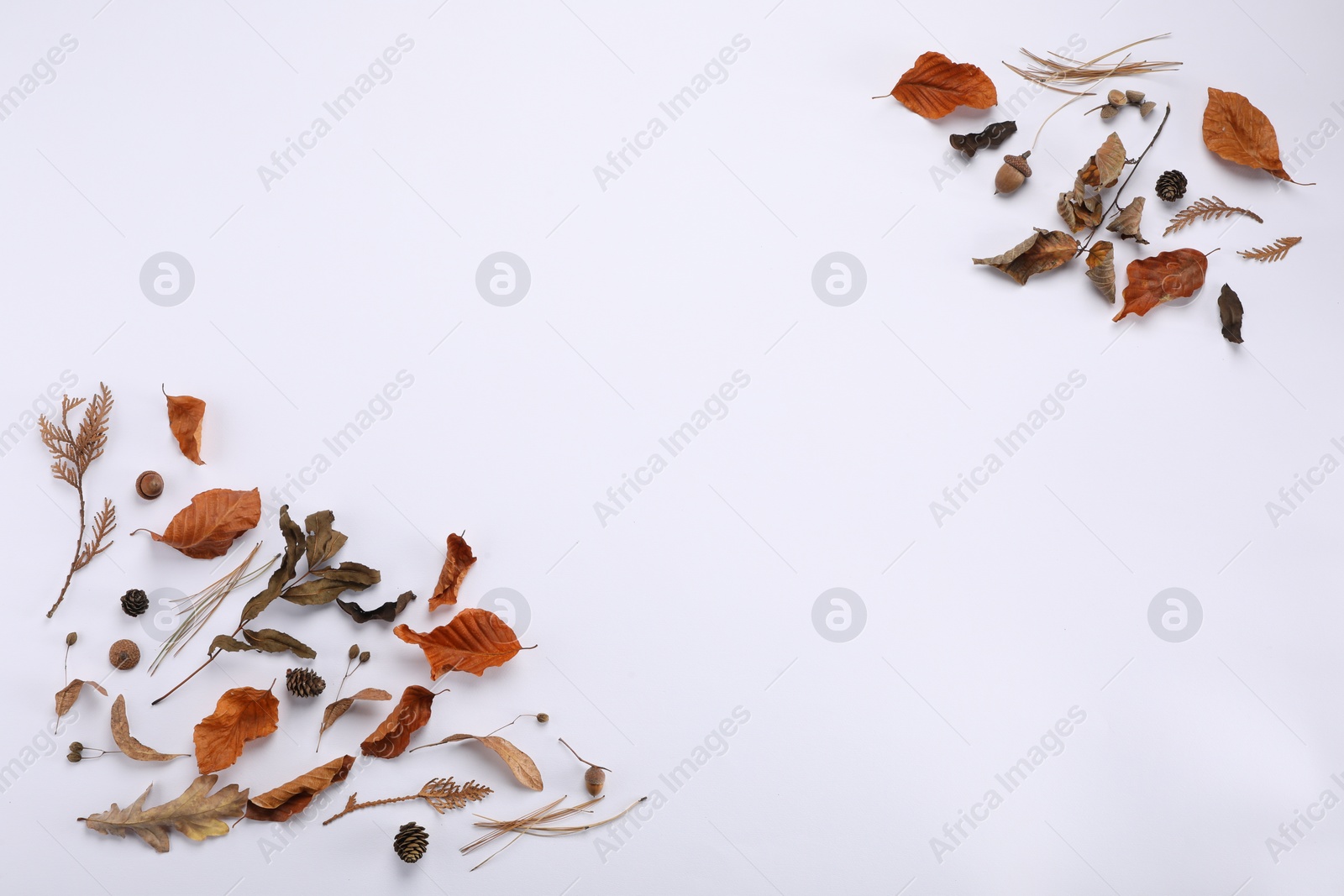 Photo of Dry autumn leaves, acorns and cones on white background, flat lay. Space for text