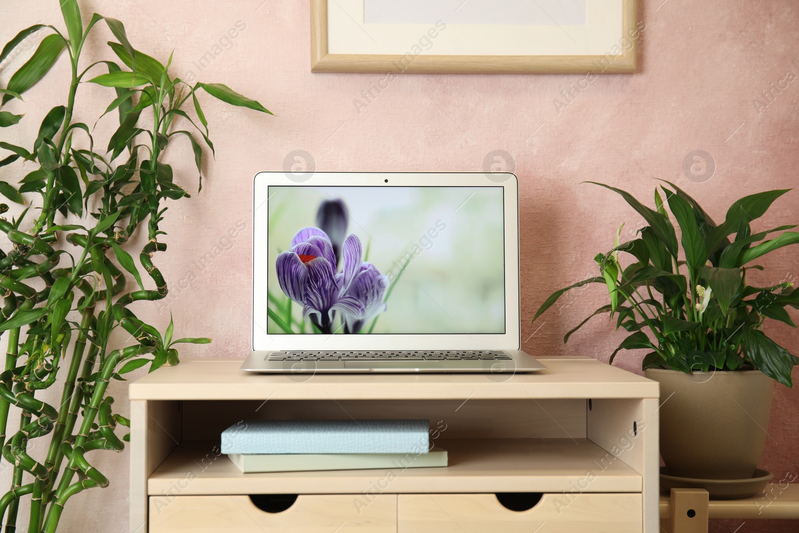 Photo of Houseplants and laptop on table in office interior