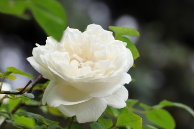 Photo of Beautiful white rose growing in garden, closeup