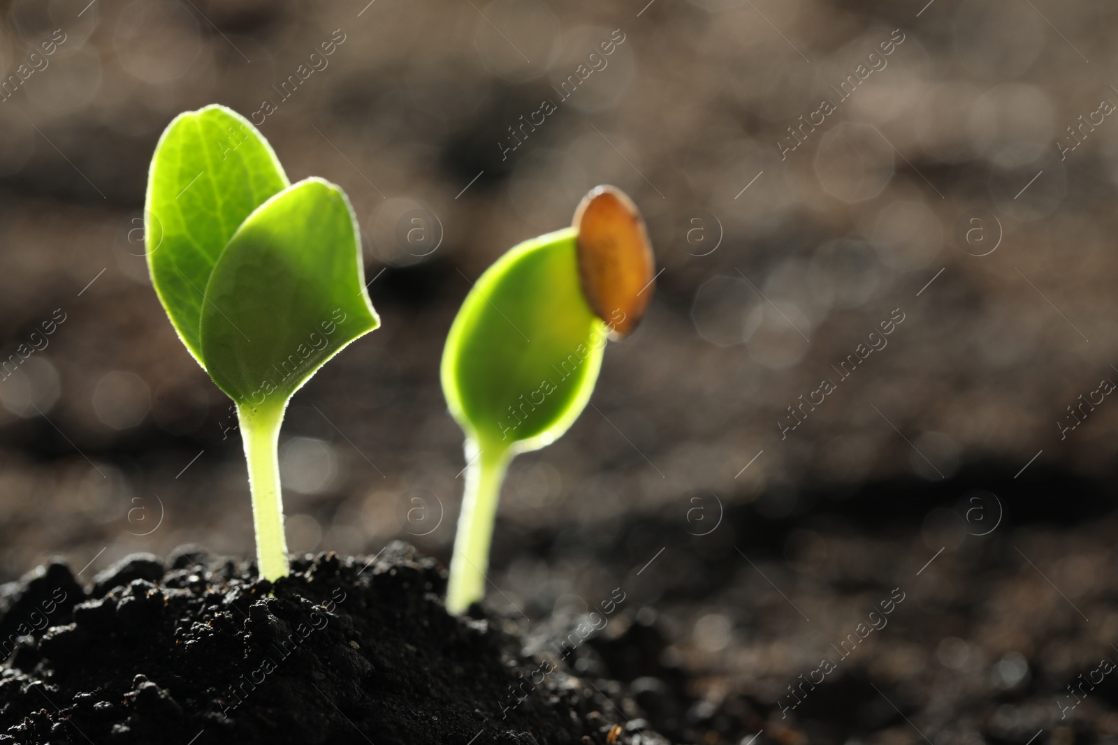 Photo of Young vegetable seedlings growing in soil outdoors, space for text