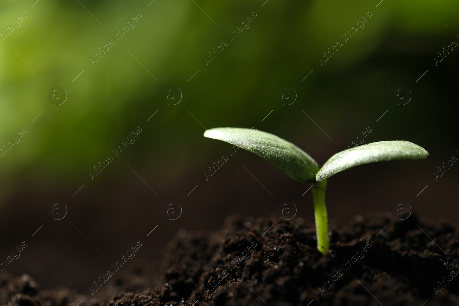 Photo of Young seedling growing in soil outdoors, closeup. Space for text