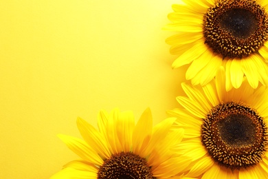 Photo of Beautiful bright sunflowers on color background, top view