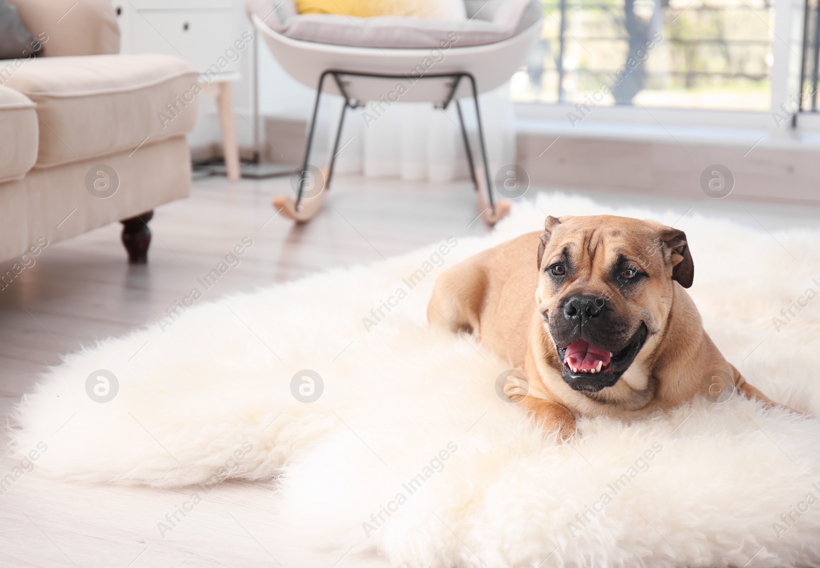 Photo of Cute dog lying on light fuzzy carpet at home