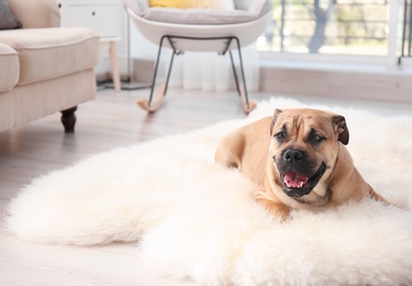 Photo of Cute dog lying on light fuzzy carpet at home