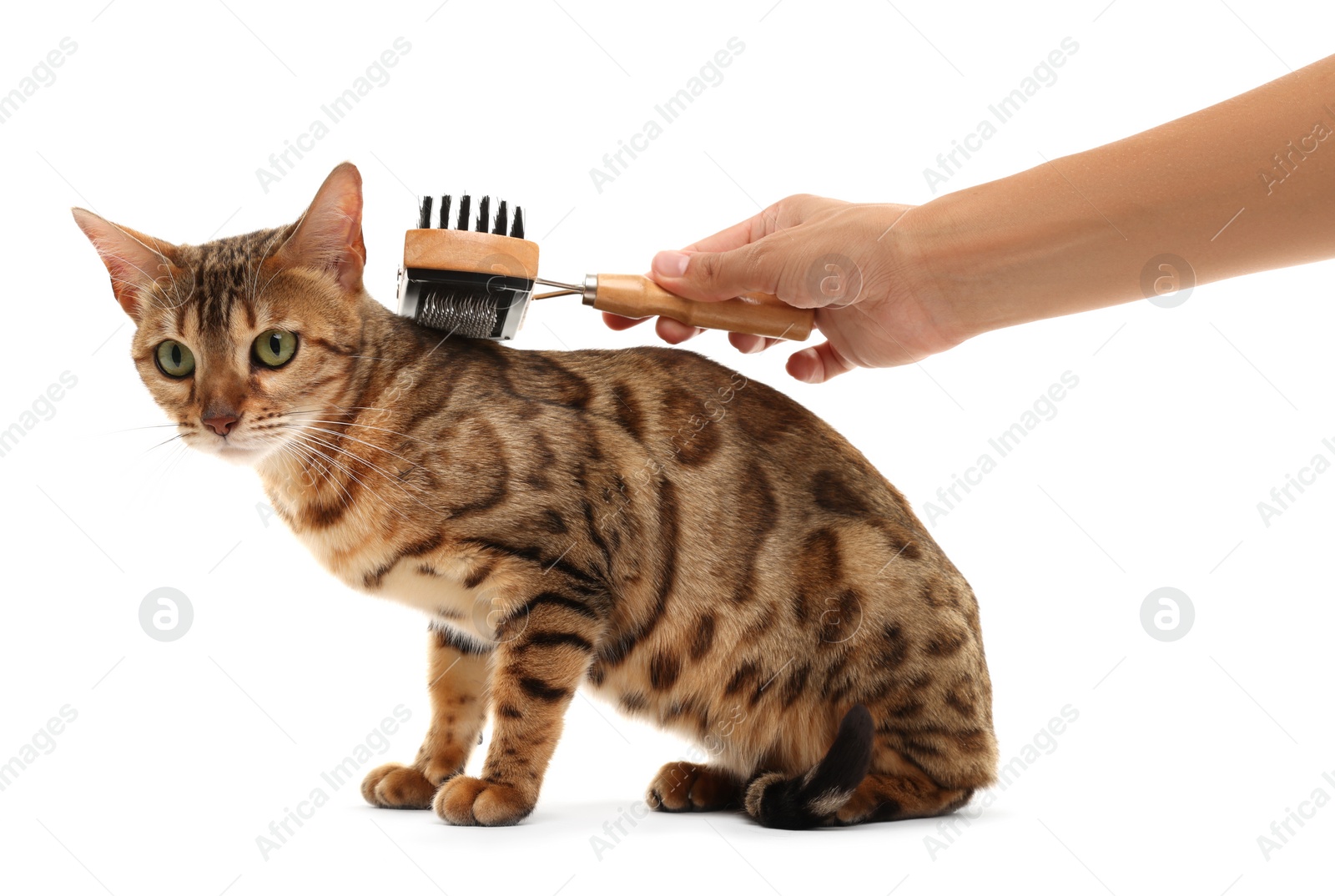 Photo of Woman brushing cute Bengal cat white background, closeup