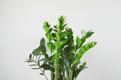 Beautiful Zamioculcas home plant on grey background