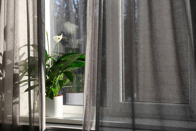 Photo of Window with beautiful curtains and houseplant on sill, closeup