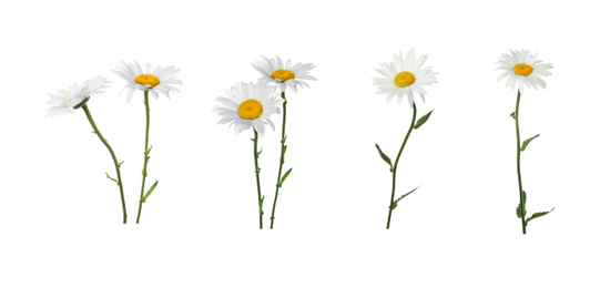 Image of Set of beautiful chamomile flowers on white background