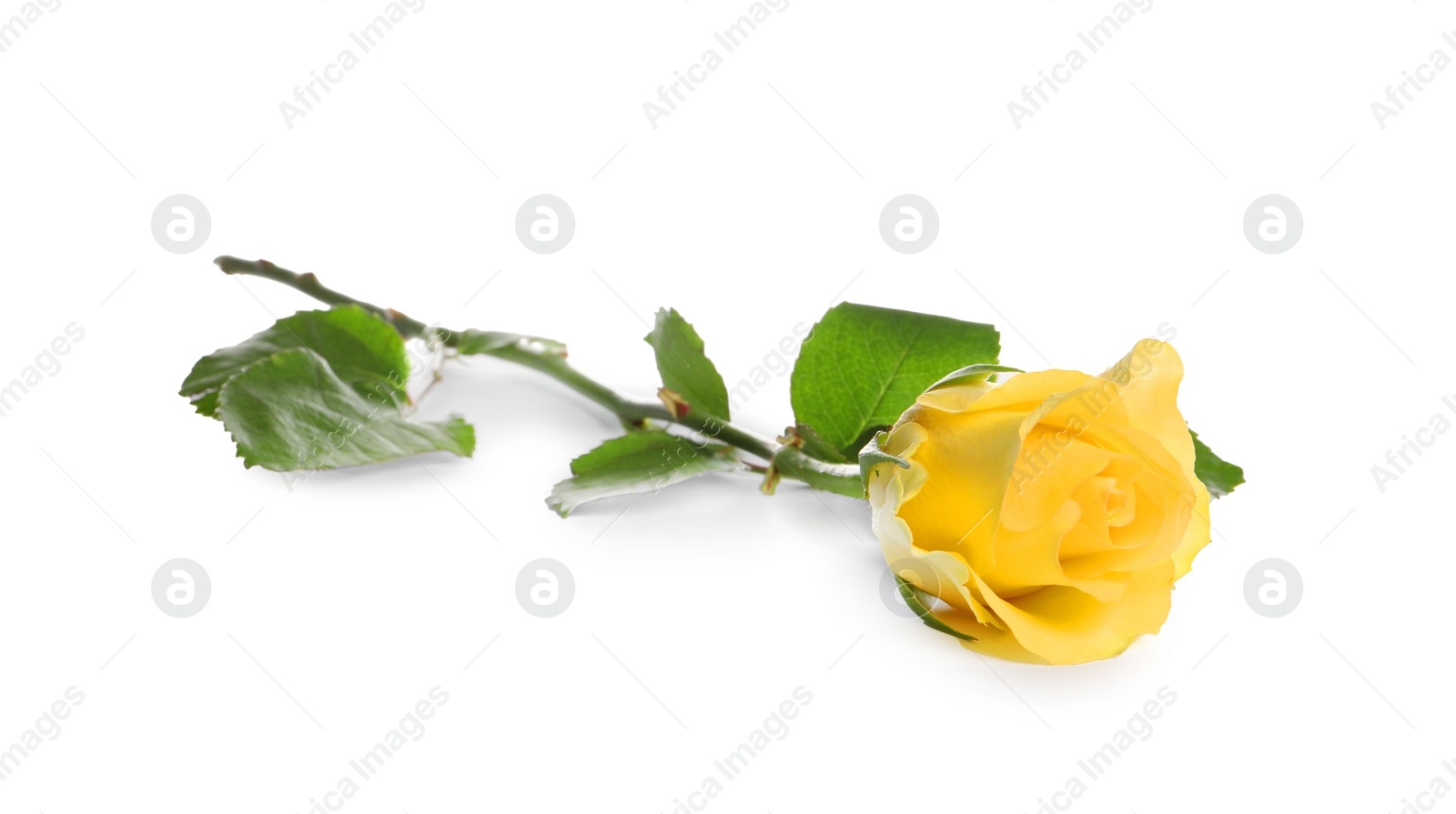 Photo of Beautiful fresh yellow rose isolated on white