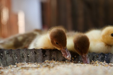 Photo of Cute fluffy ducklings near bowl of seed mix in farmyard