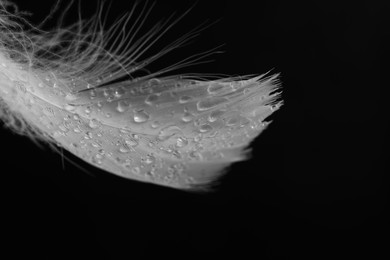 Photo of Fluffy feather with water drops on black background, closeup. Space for text