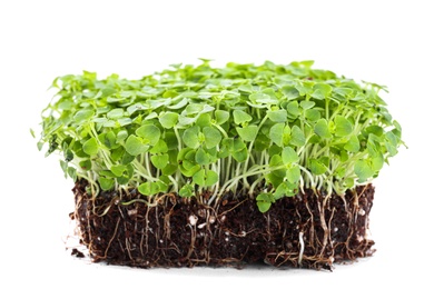 Fresh organic microgreen seeds on white background