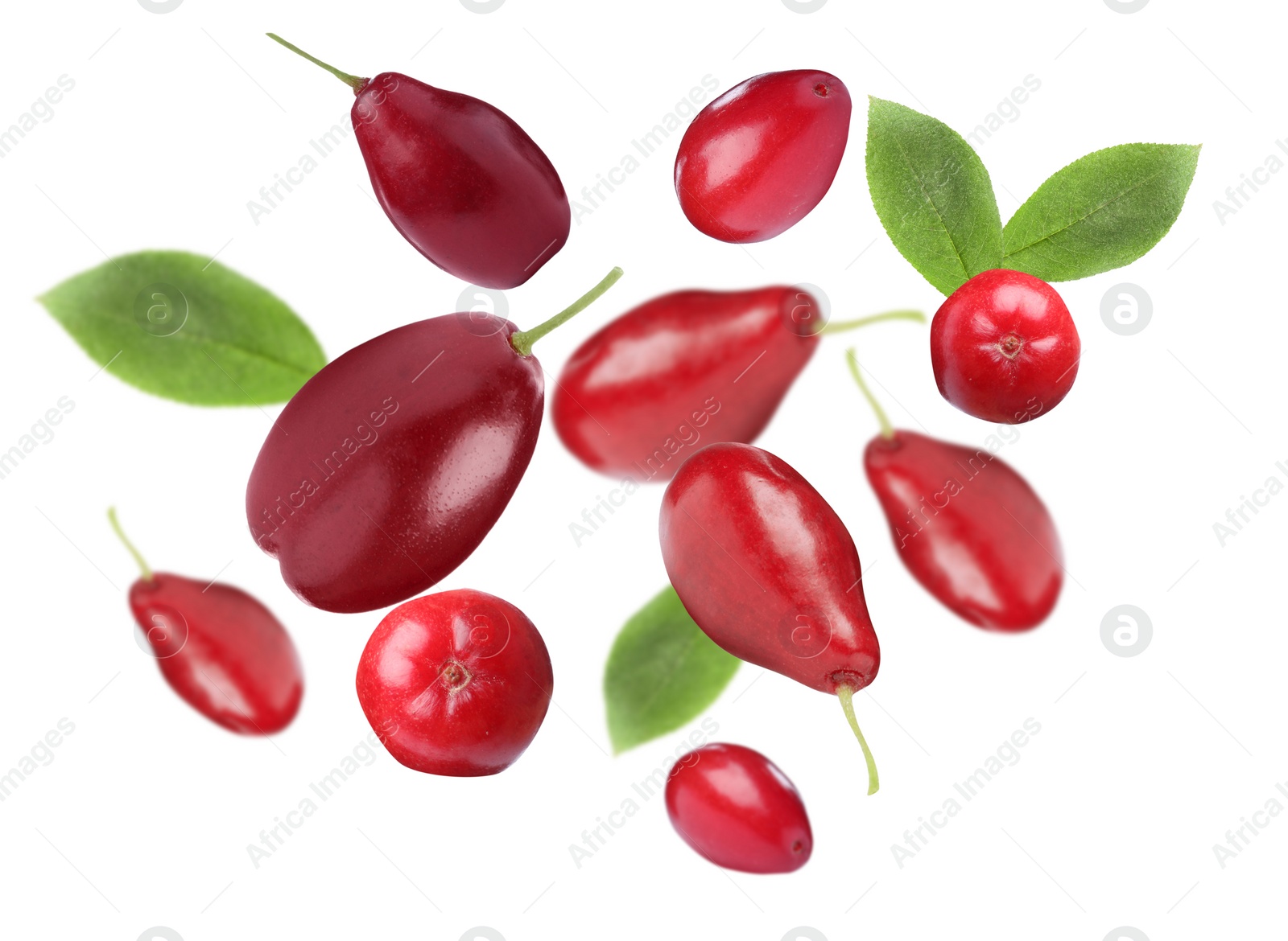 Image of Many fresh dogwood berries and leaves falling on white background