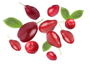 Many fresh dogwood berries and leaves falling on white background