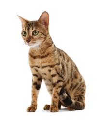 Cute Bengal cat on white background. Adorable pet