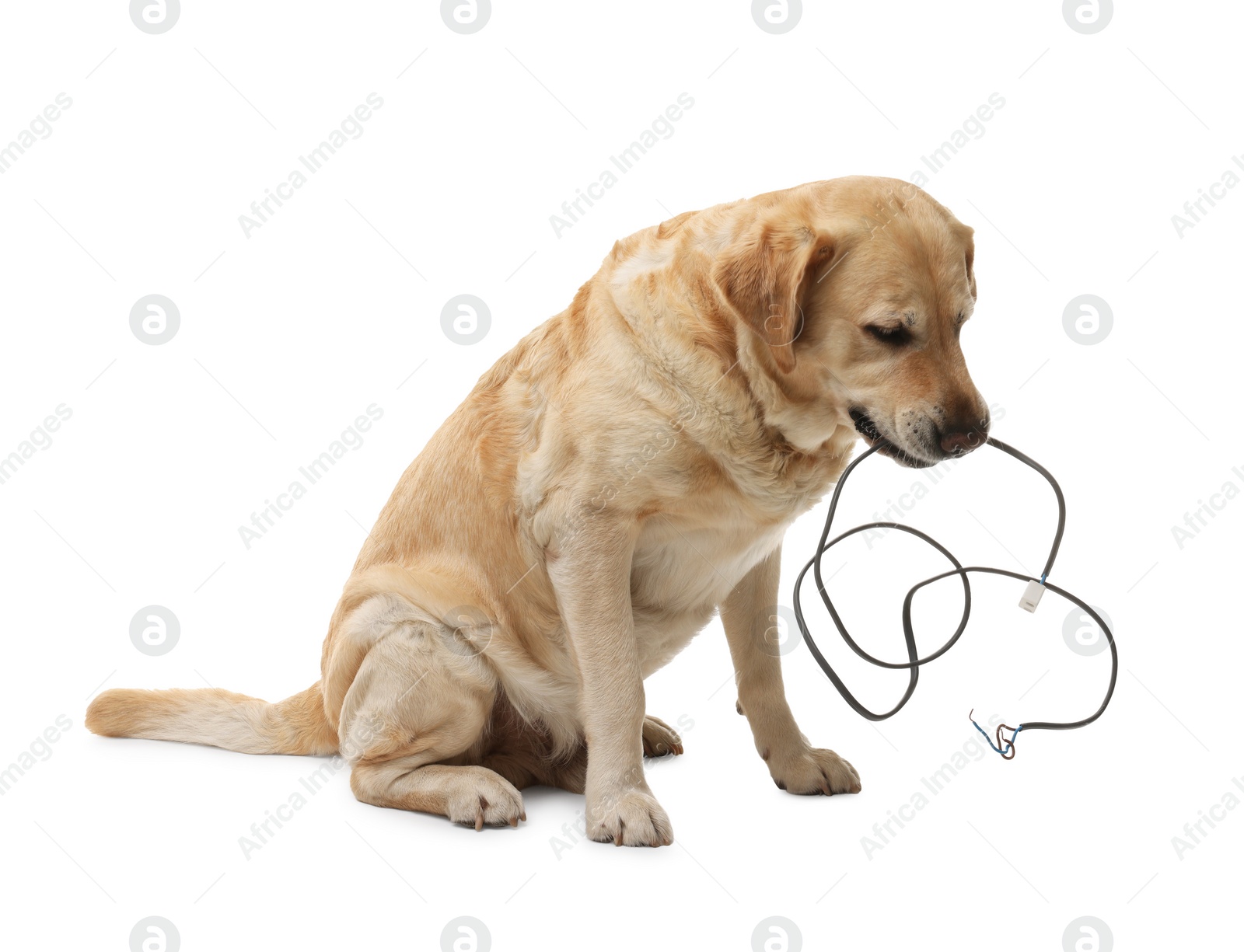 Photo of Naughty Labrador Retriever dog chewing damaged electrical wire on white background