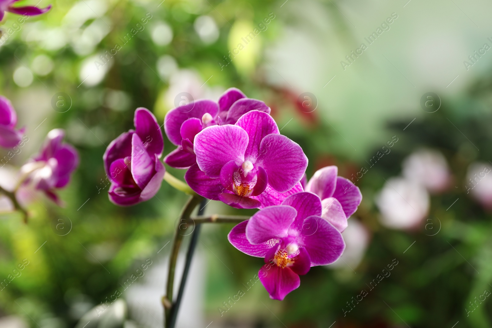 Photo of Beautiful blooming orchid on blurred background, closeup view