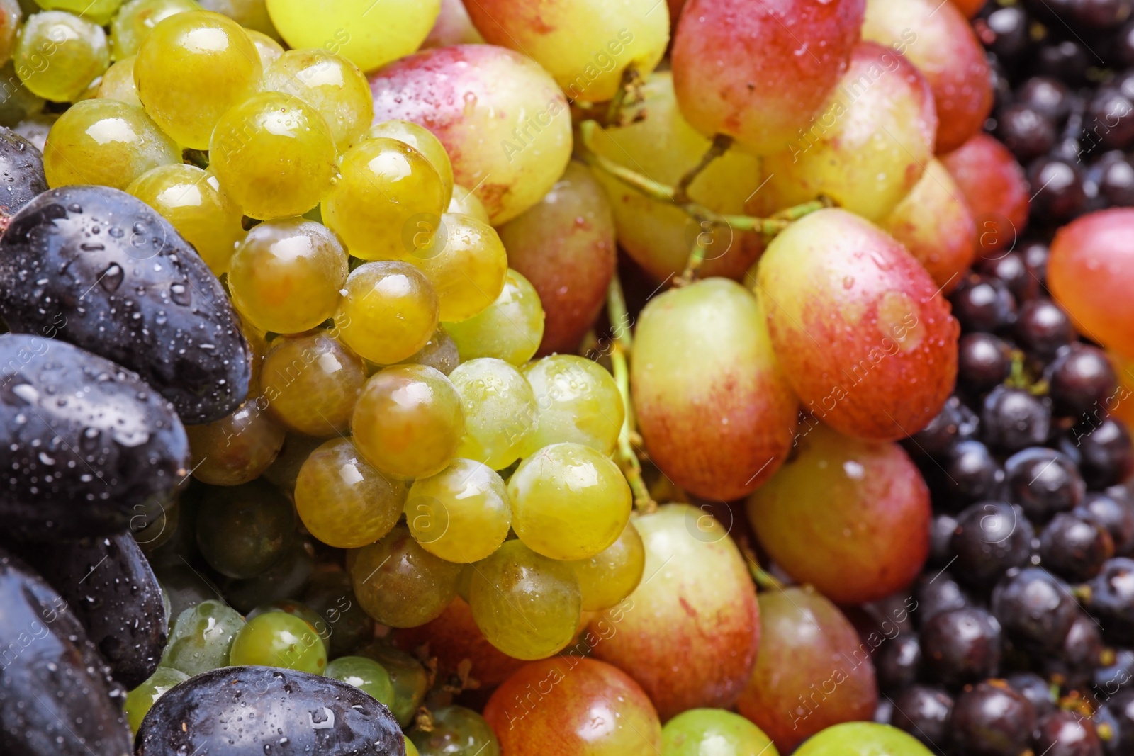 Photo of Fresh ripe juicy grapes with water drops as background, closeup