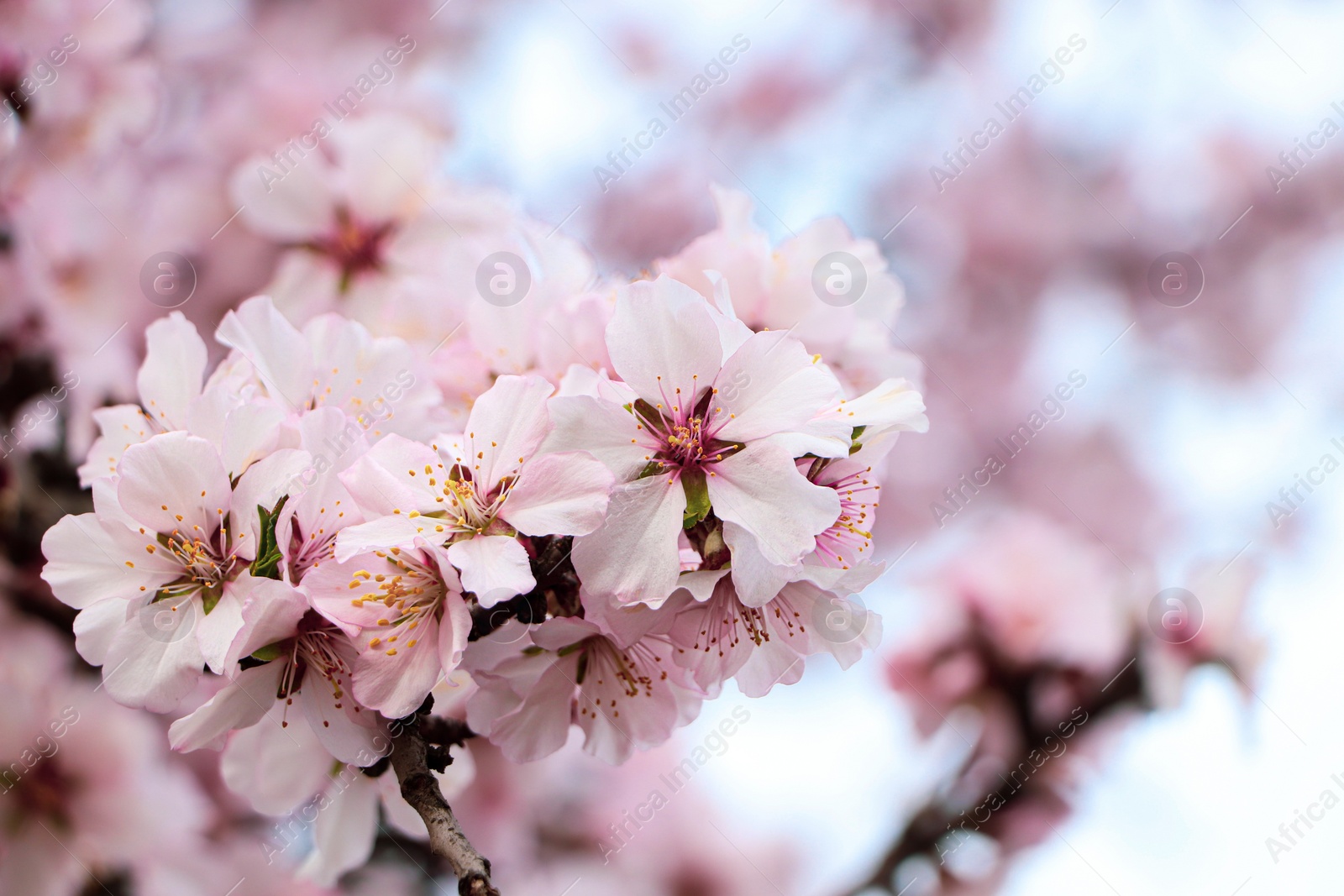 Photo of Delicate spring pink cherry blossoms on tree outdoors, closeup