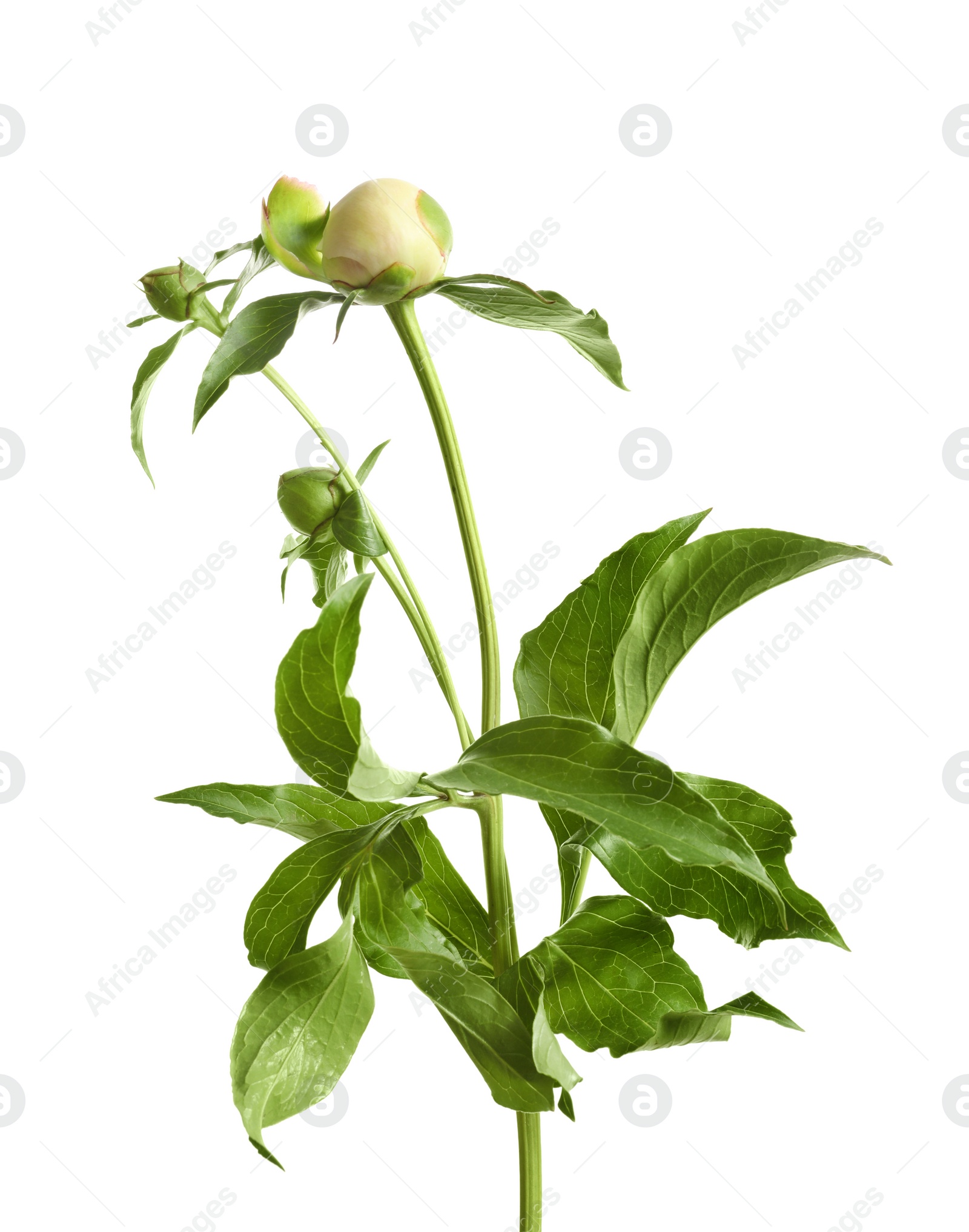 Photo of Beautiful buds of peony flowers on white background