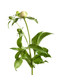 Beautiful buds of peony flowers on white background