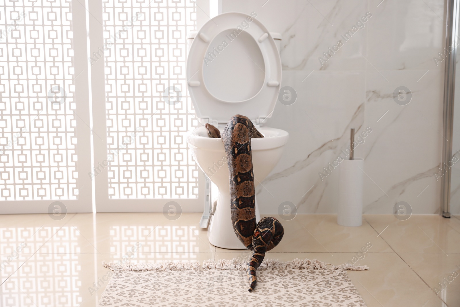 Photo of Brown boa constrictor on toilet bowl in bathroom