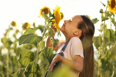 Cute little girl sniffing sunflower outdoors. Child spending time in nature