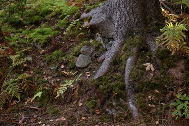 Photo of Tree roots overgrown with beautiful green moss in forest