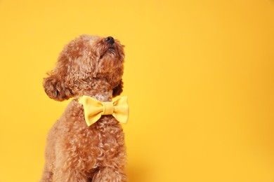 Photo of Cute Maltipoo dog with yellow bow tie on neck against orange background