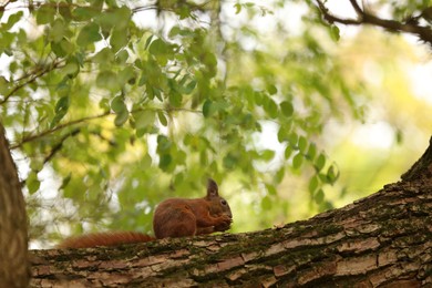 Cute red squirrel on tree in autumn park, space for text